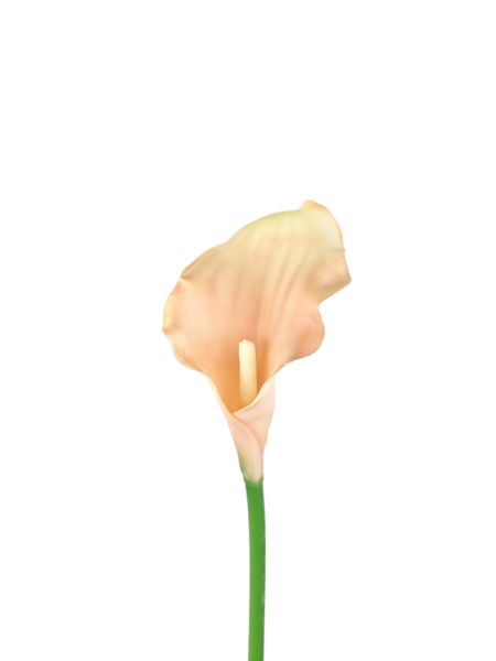 Calla gumowa