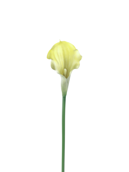Calla gumowa