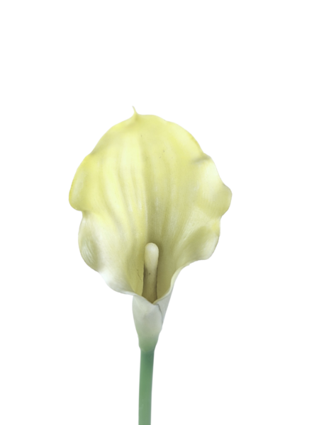 Calla gumowa
