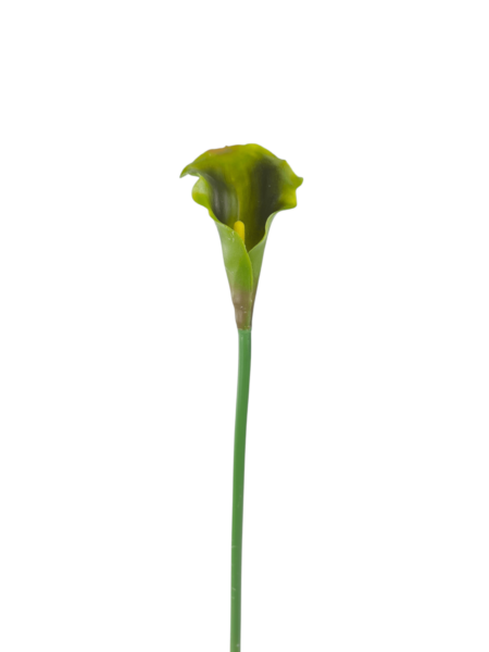 Calla gumowa