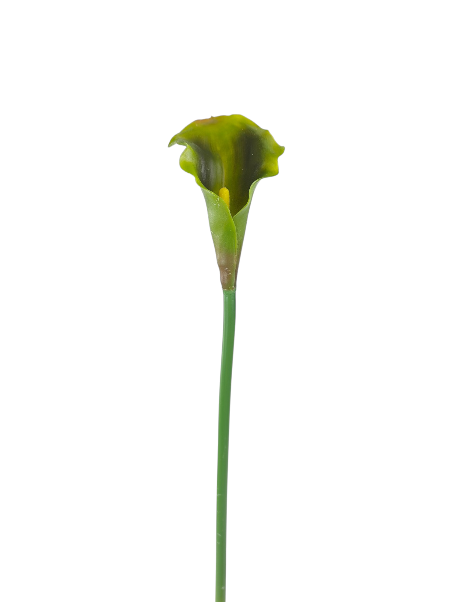 Calla gumowa