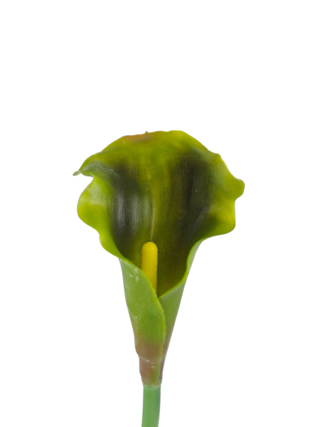 Calla gumowa