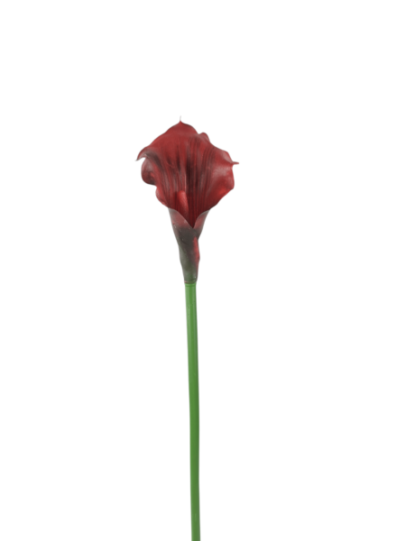 Calla gumowa
