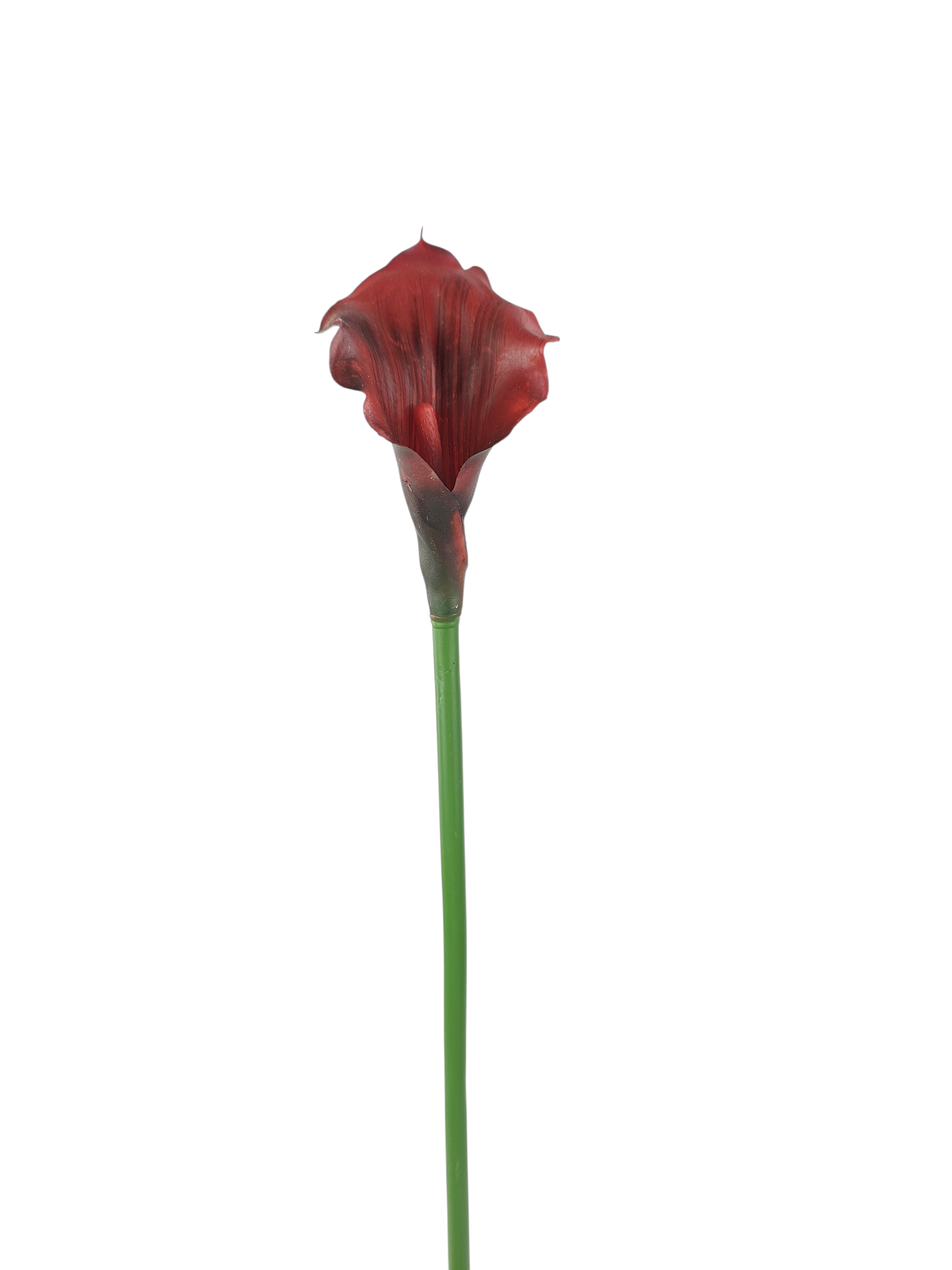 Calla gumowa