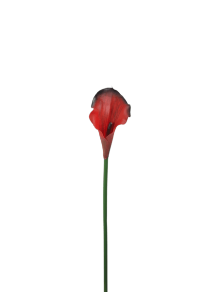 Calla gumowa