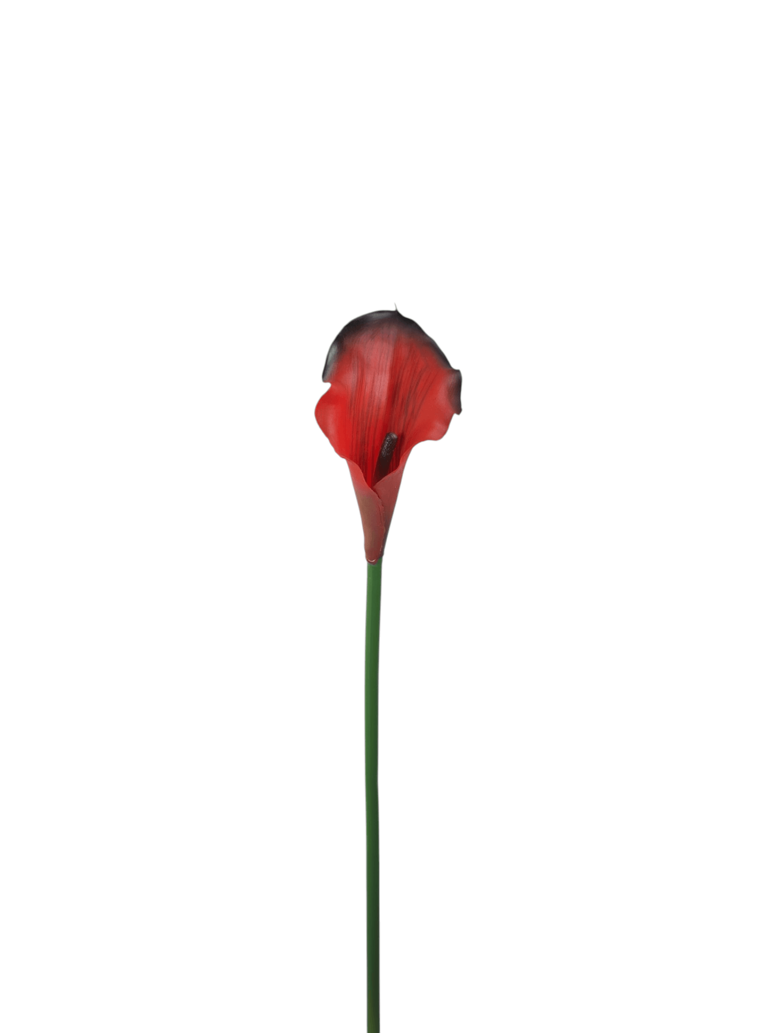 Calla gumowa