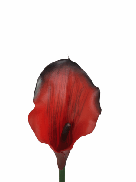 Calla gumowa