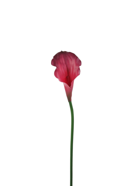 Calla gumowa