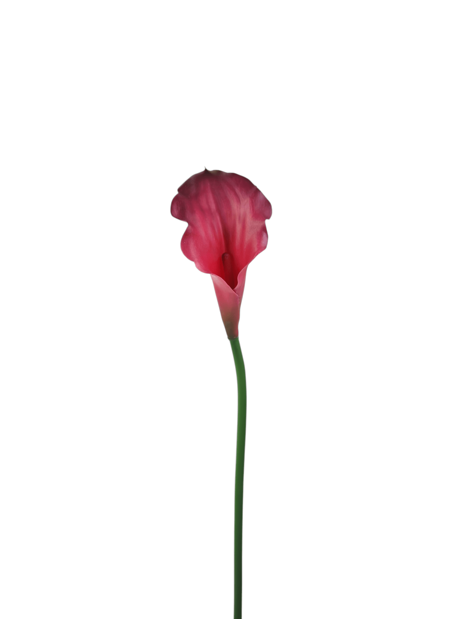 Calla gumowa