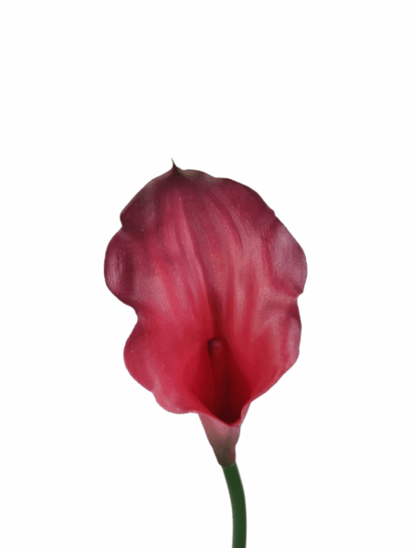 Calla gumowa