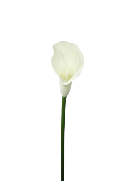 Calla