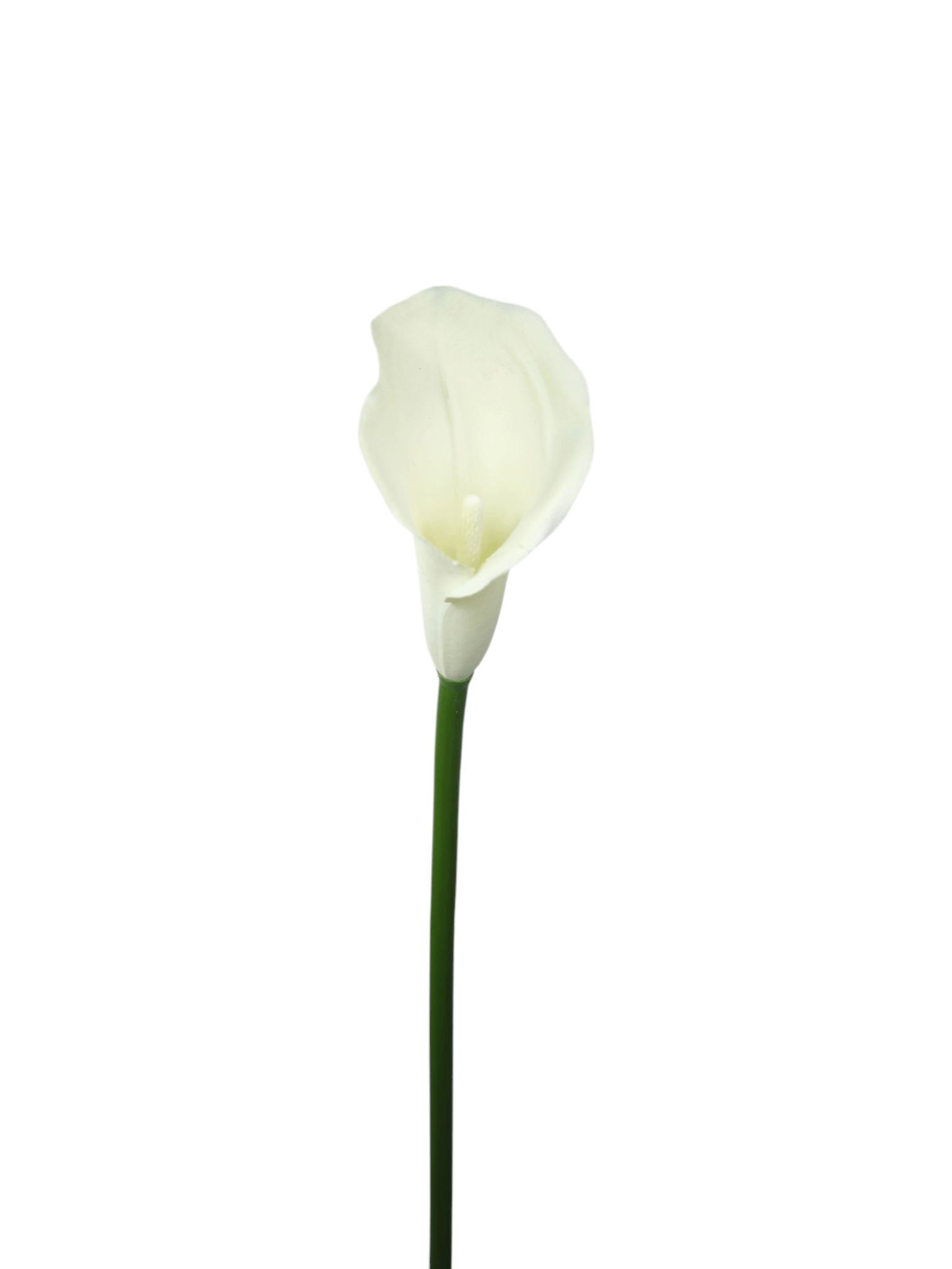 Calla