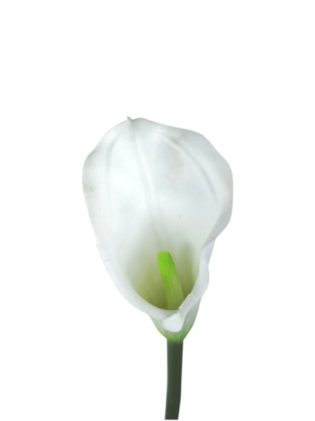 Calla