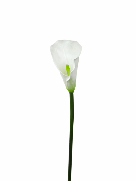 Calla
