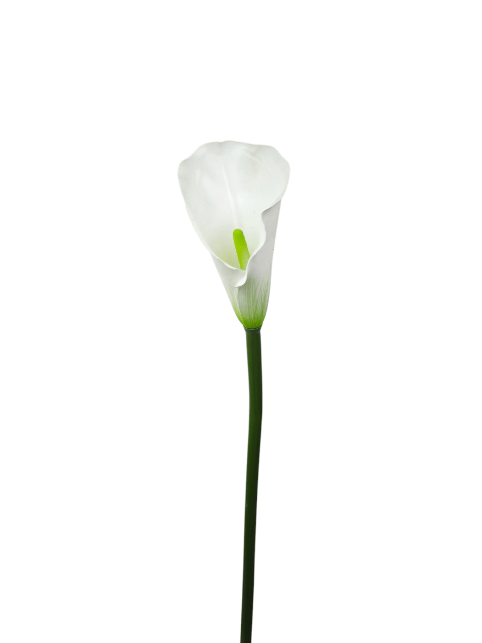 Calla