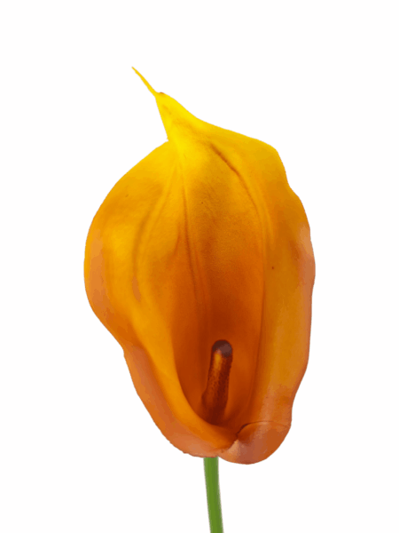 calla
