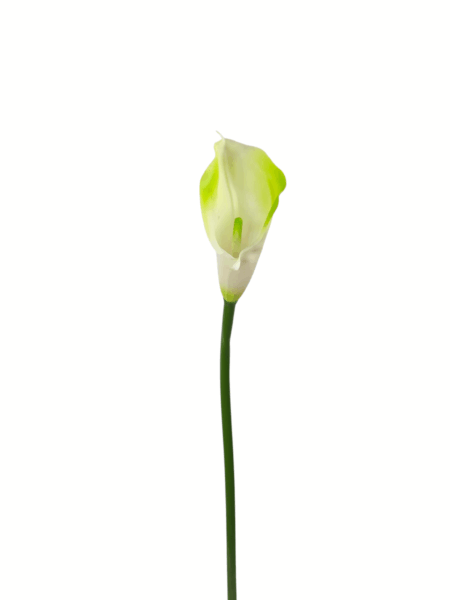 calla