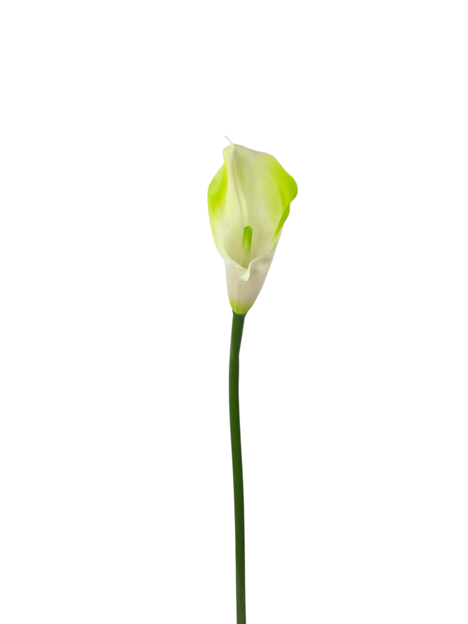 calla