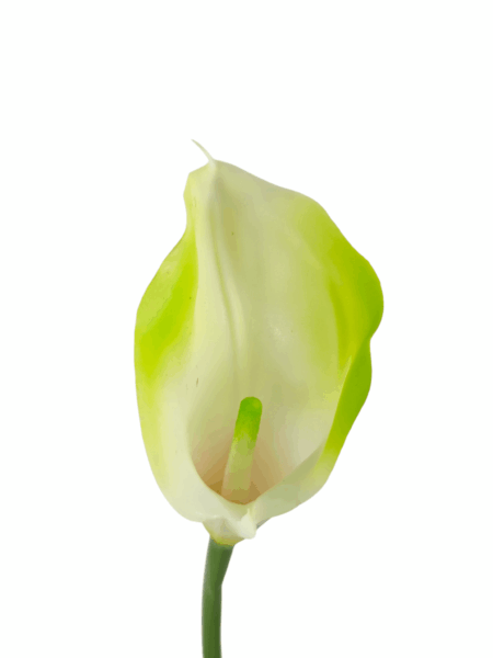 calla