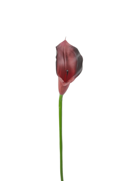 calla