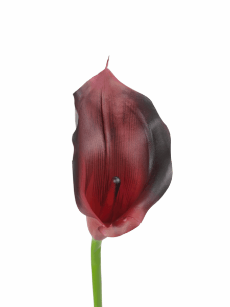 calla