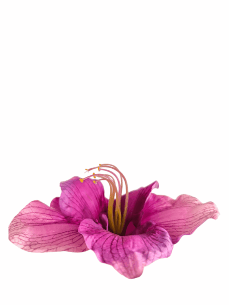 amarylis wyrobowy