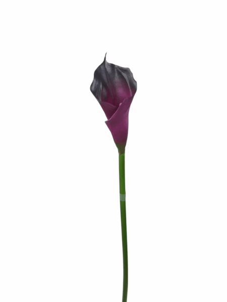 kala rurka