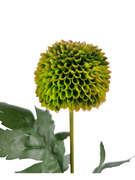 Chryzantema pingpong
