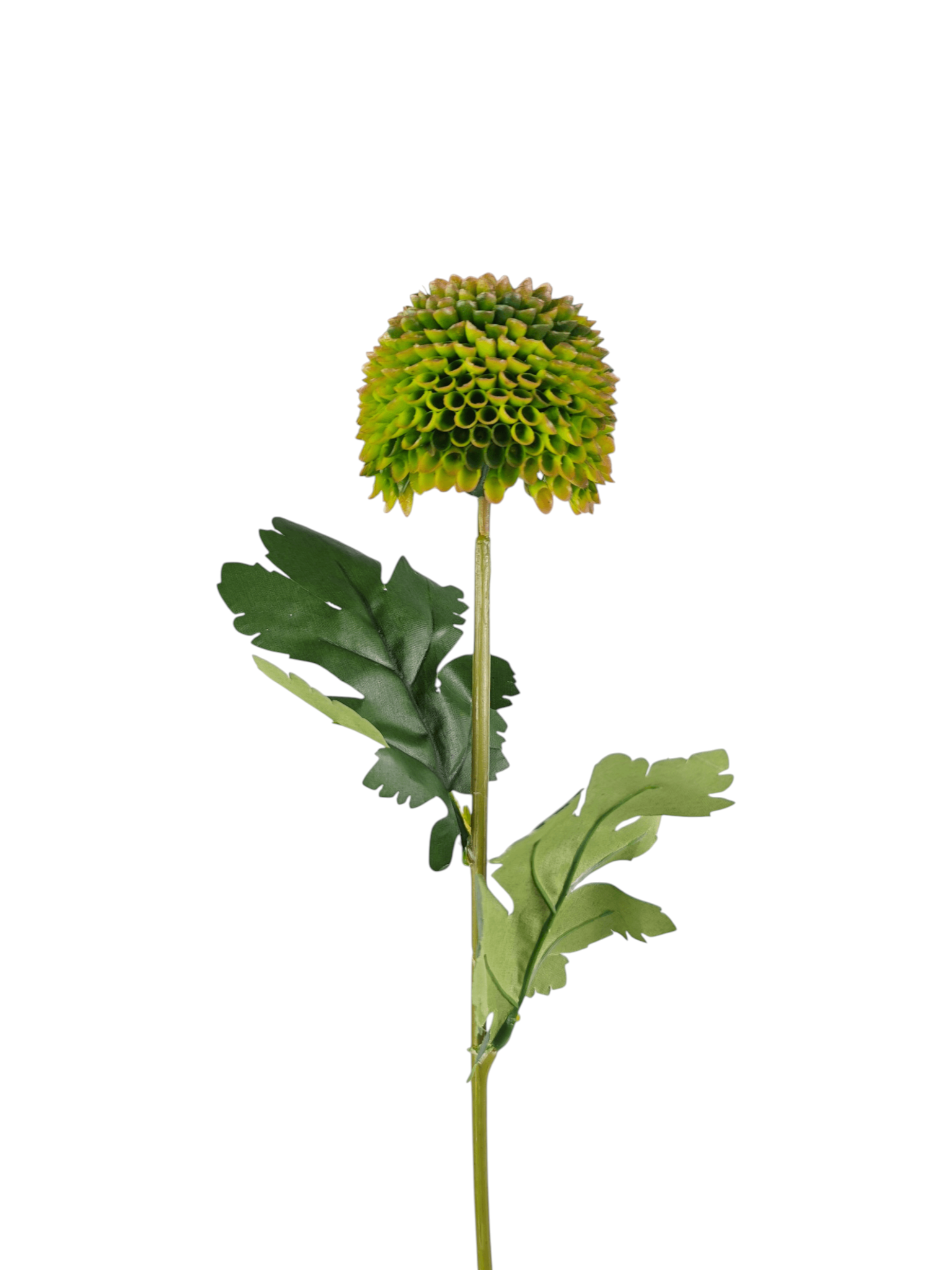 Chryzantema pingpong