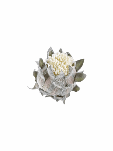 Protea wyrobowa