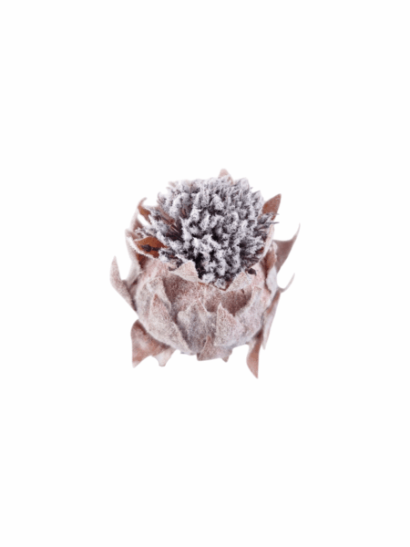 Protea wyrobowa