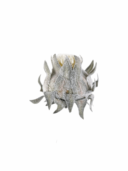 Protea wyrobowa