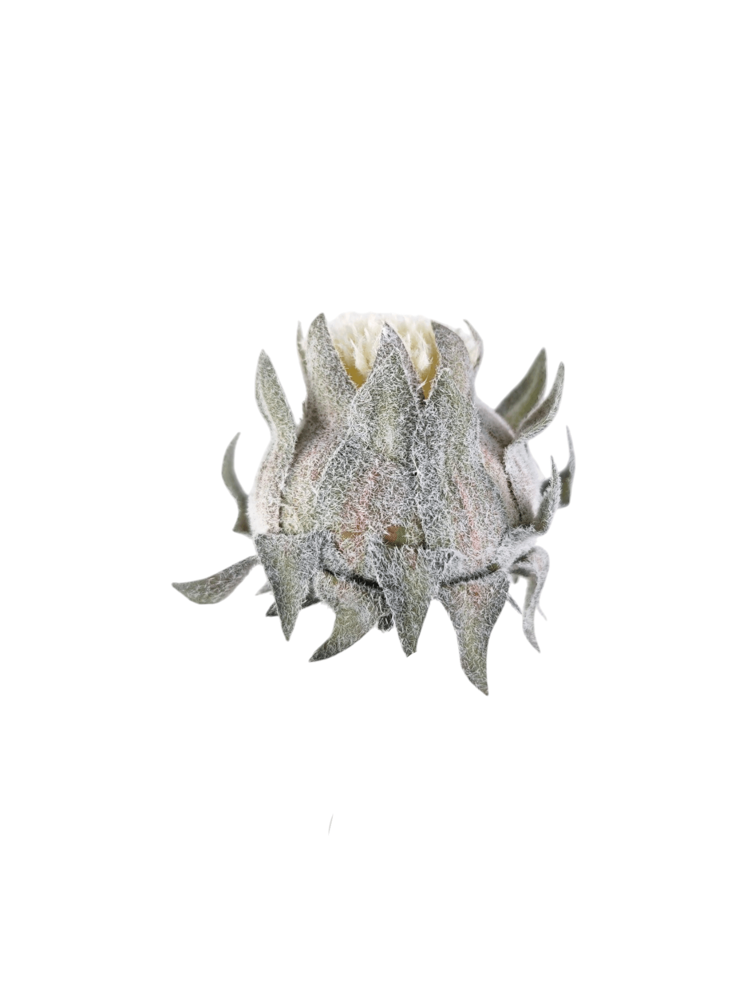 Protea wyrobowa