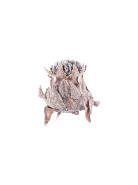 Protea wyrobowa