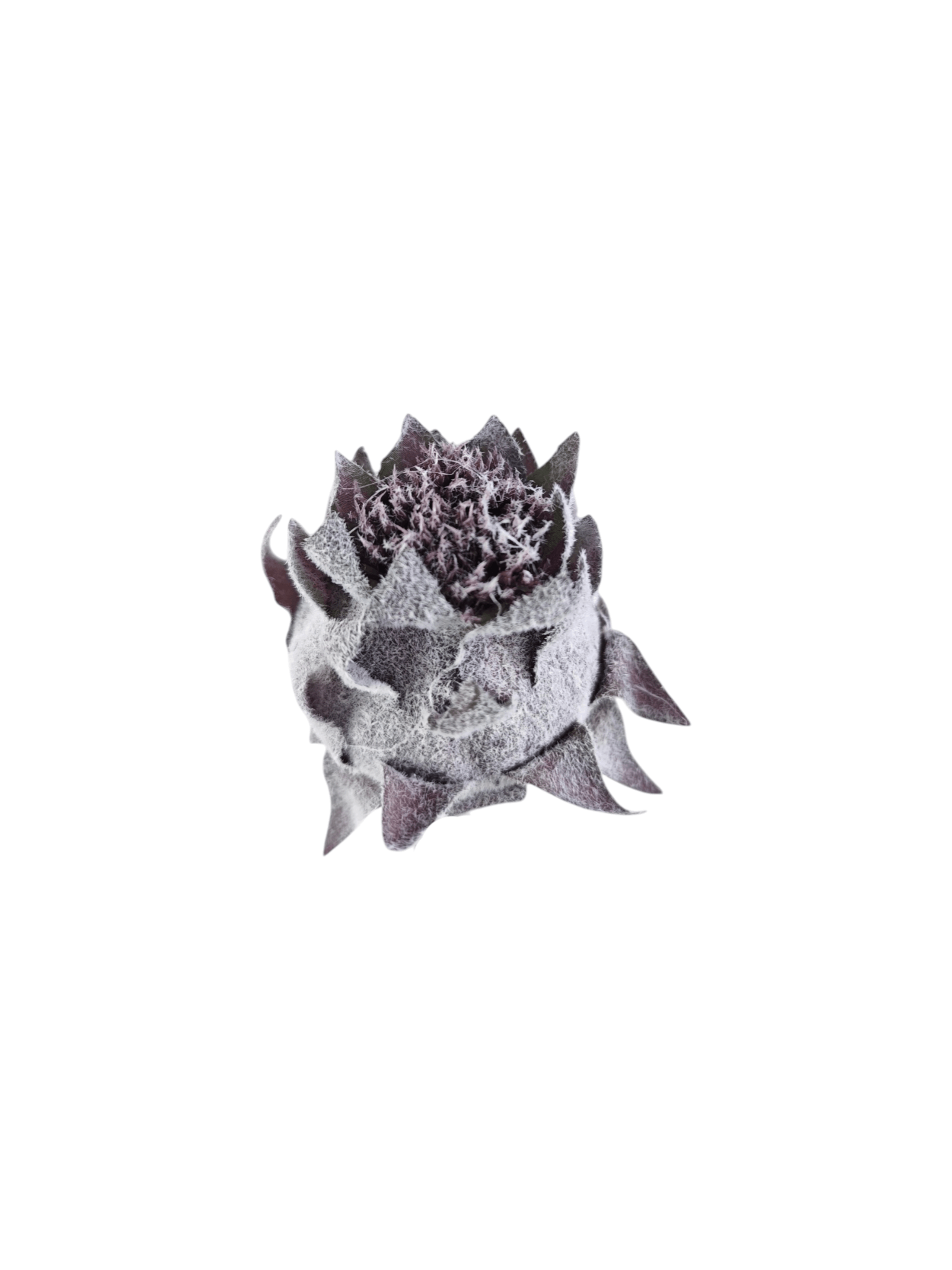 Protea wyrobowa